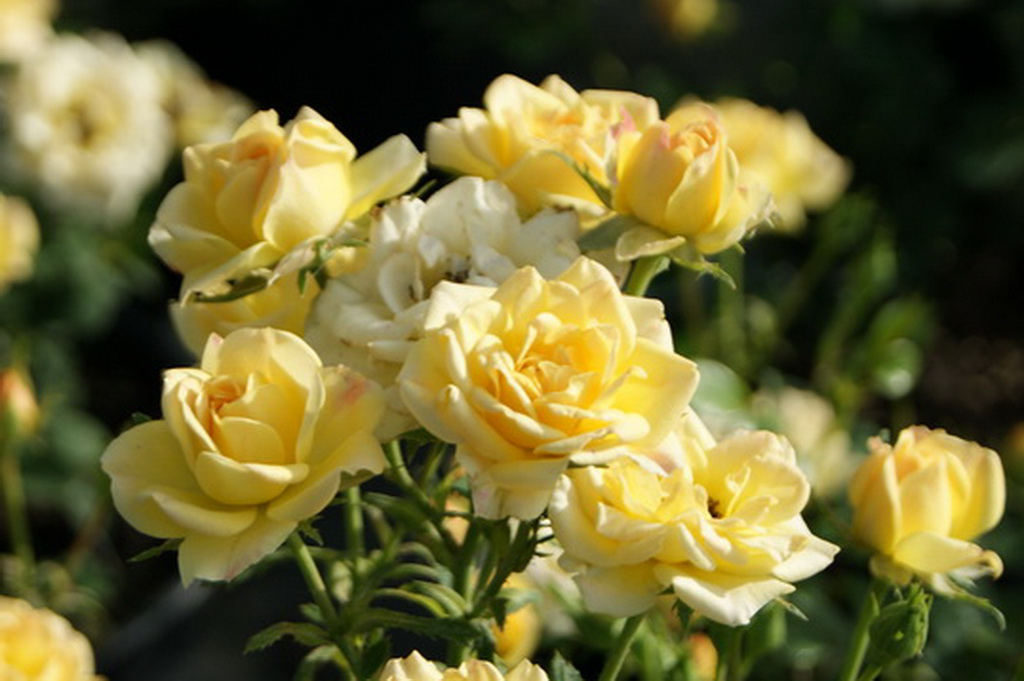 Rosa `Yellow Fairy`_1.JPG